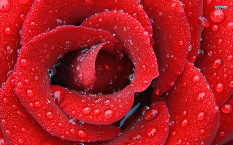 Red rose with water droplets
