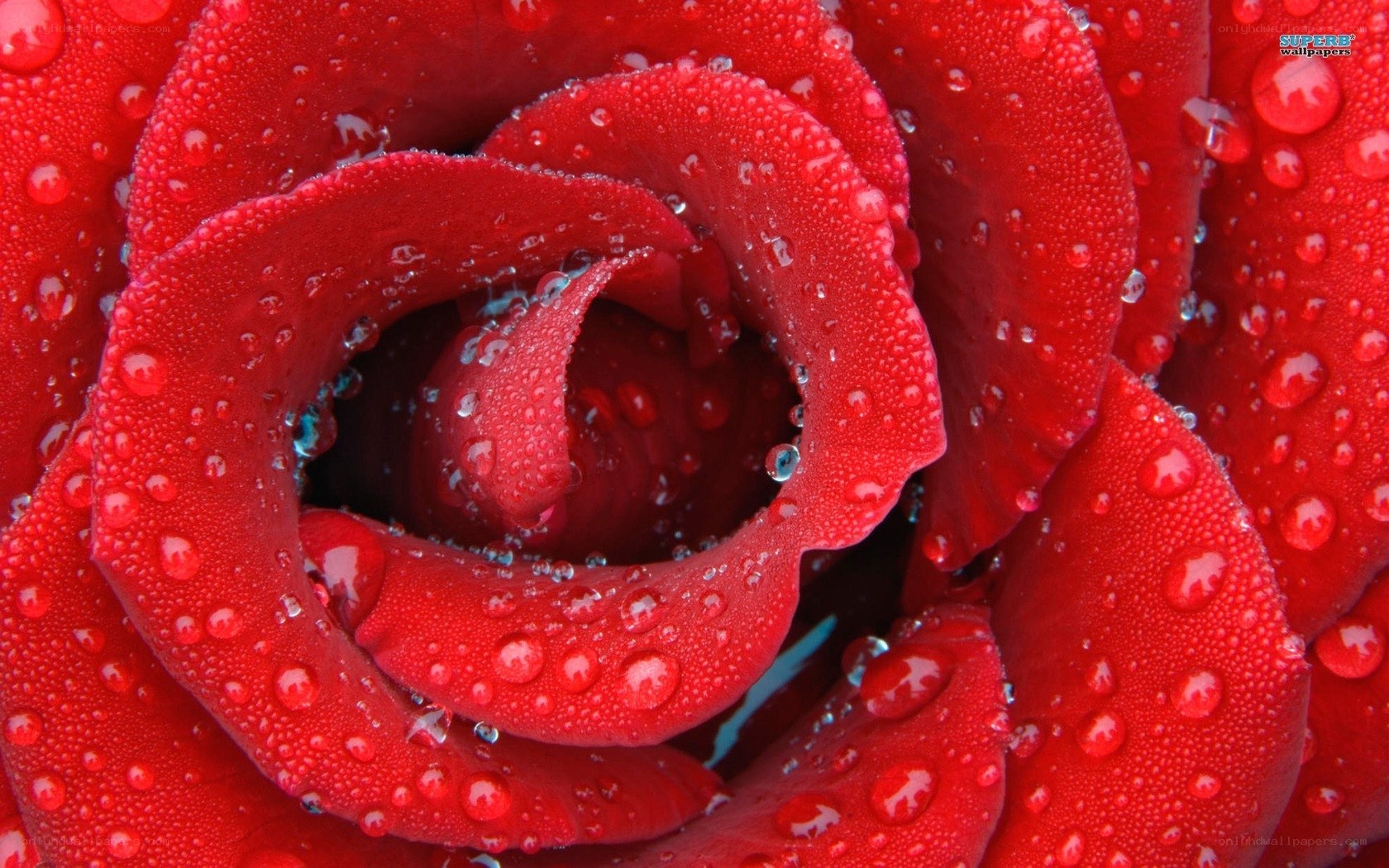 Red rose with water droplets