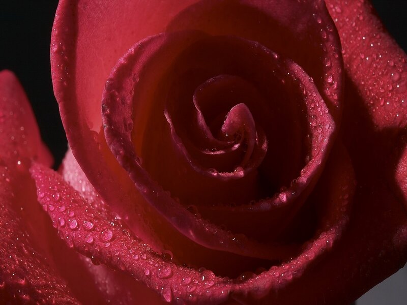 Red rose with water droplets