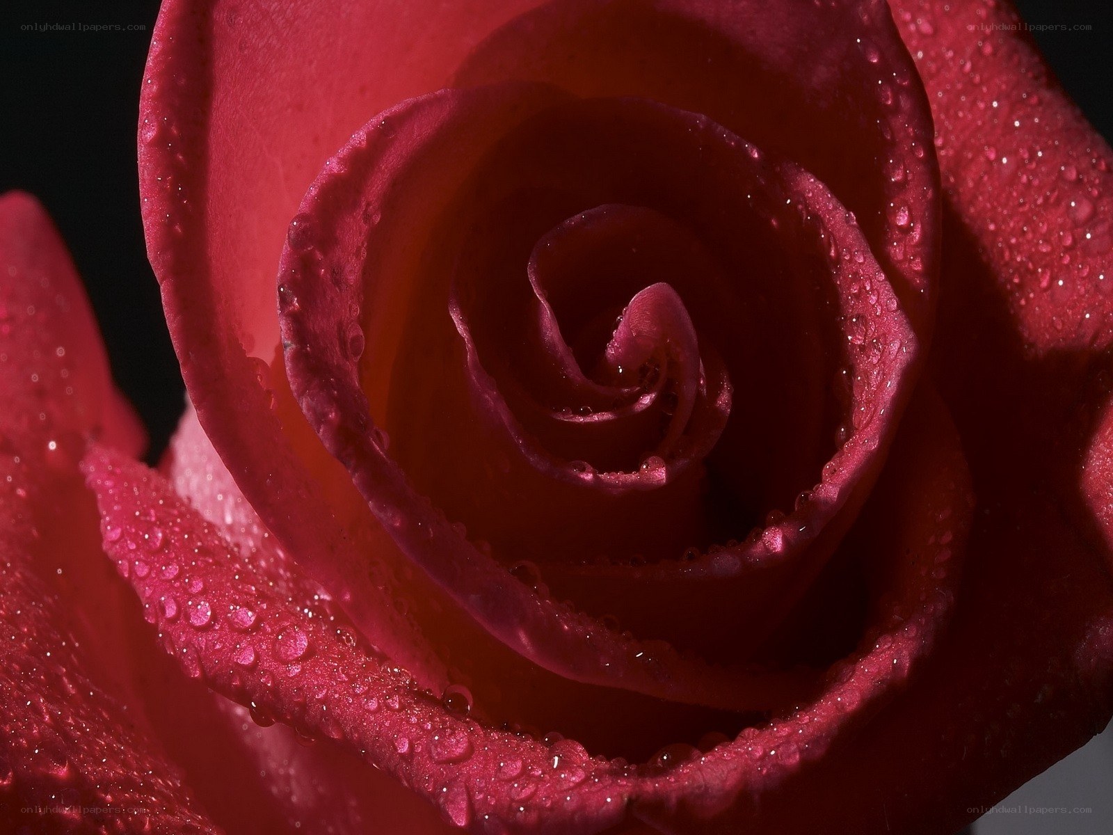 Red rose with water droplets