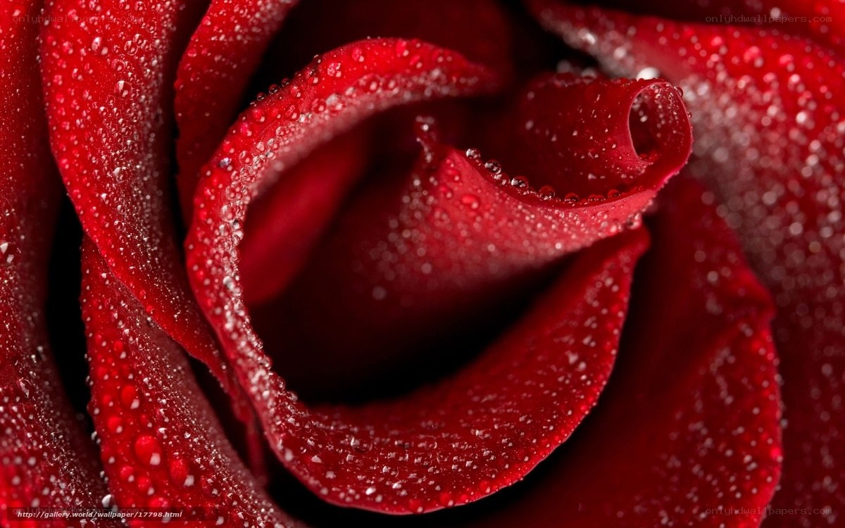 Red rose with water droplets