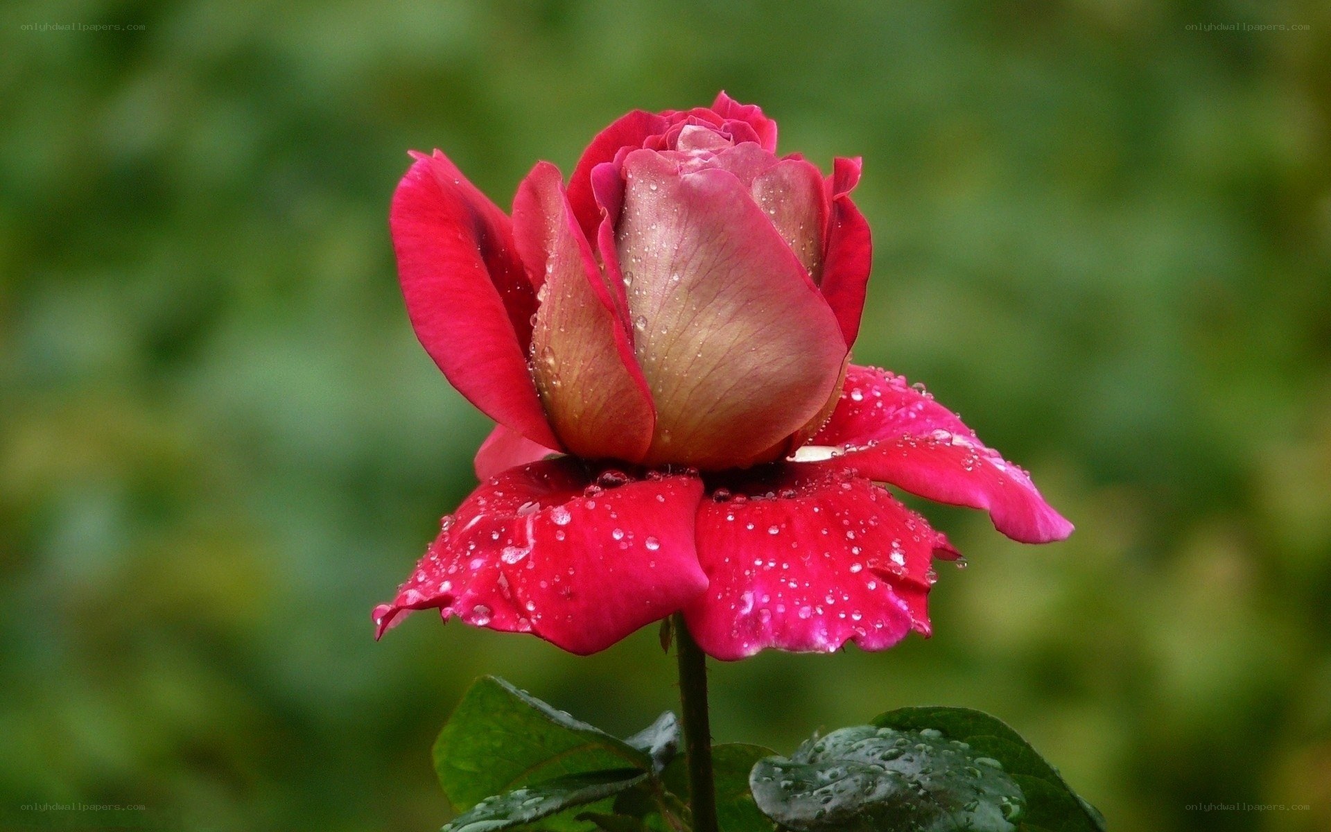 Red rose with water droplets