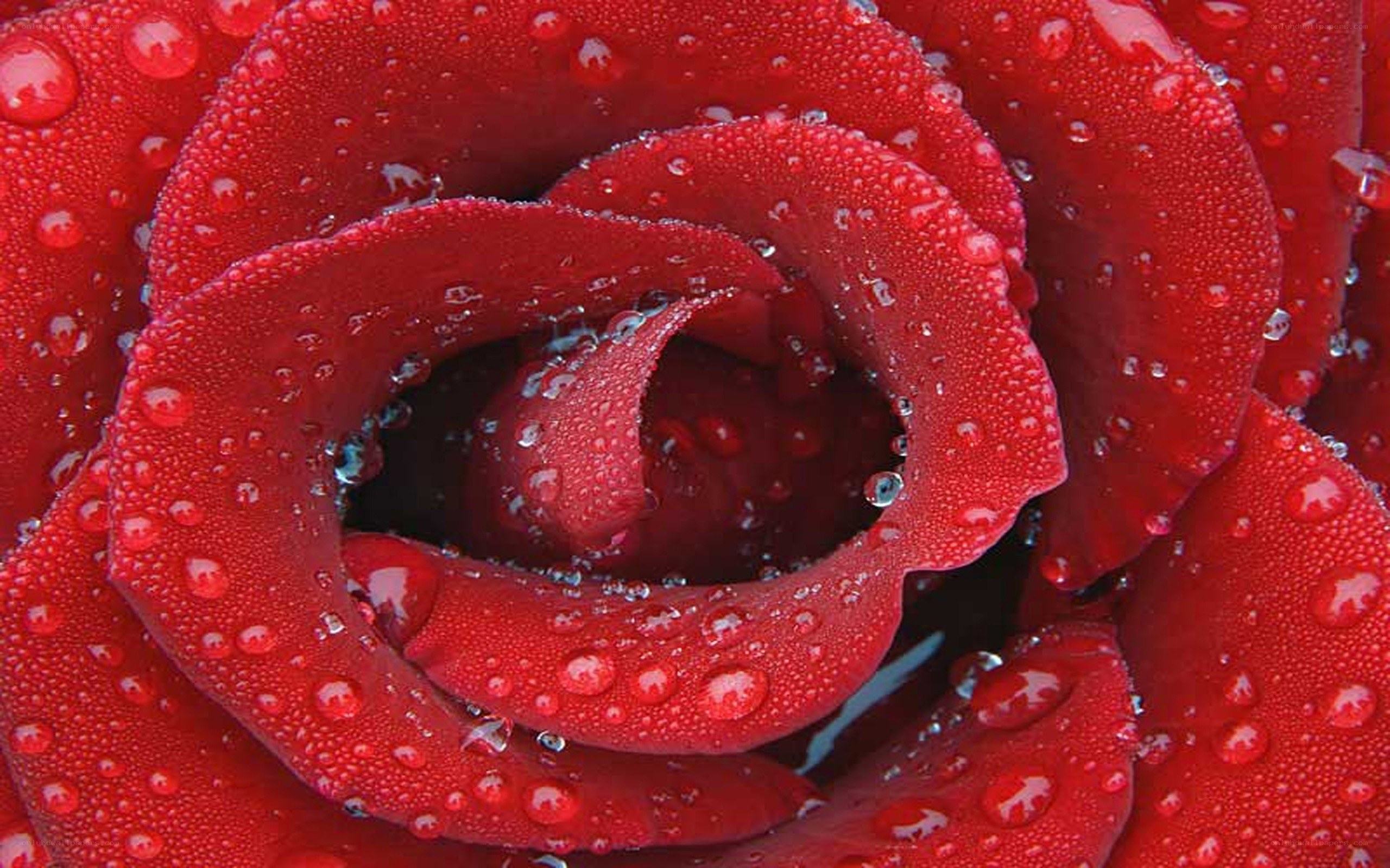 Red rose with water droplets
