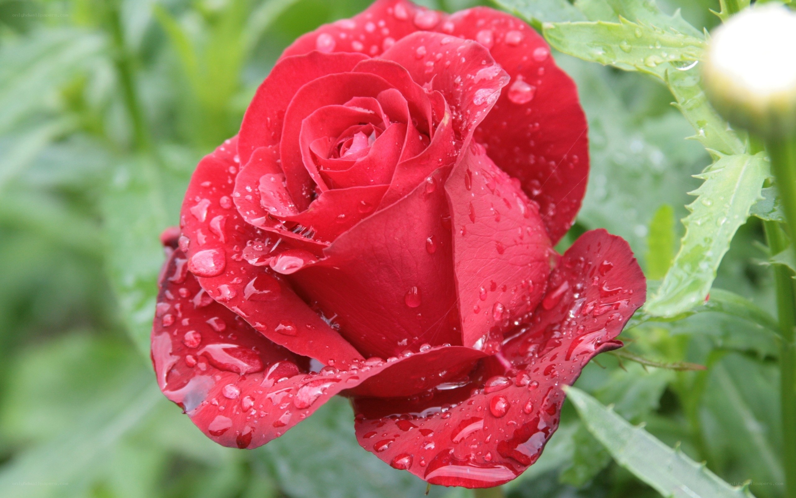 Red rose with water droplets