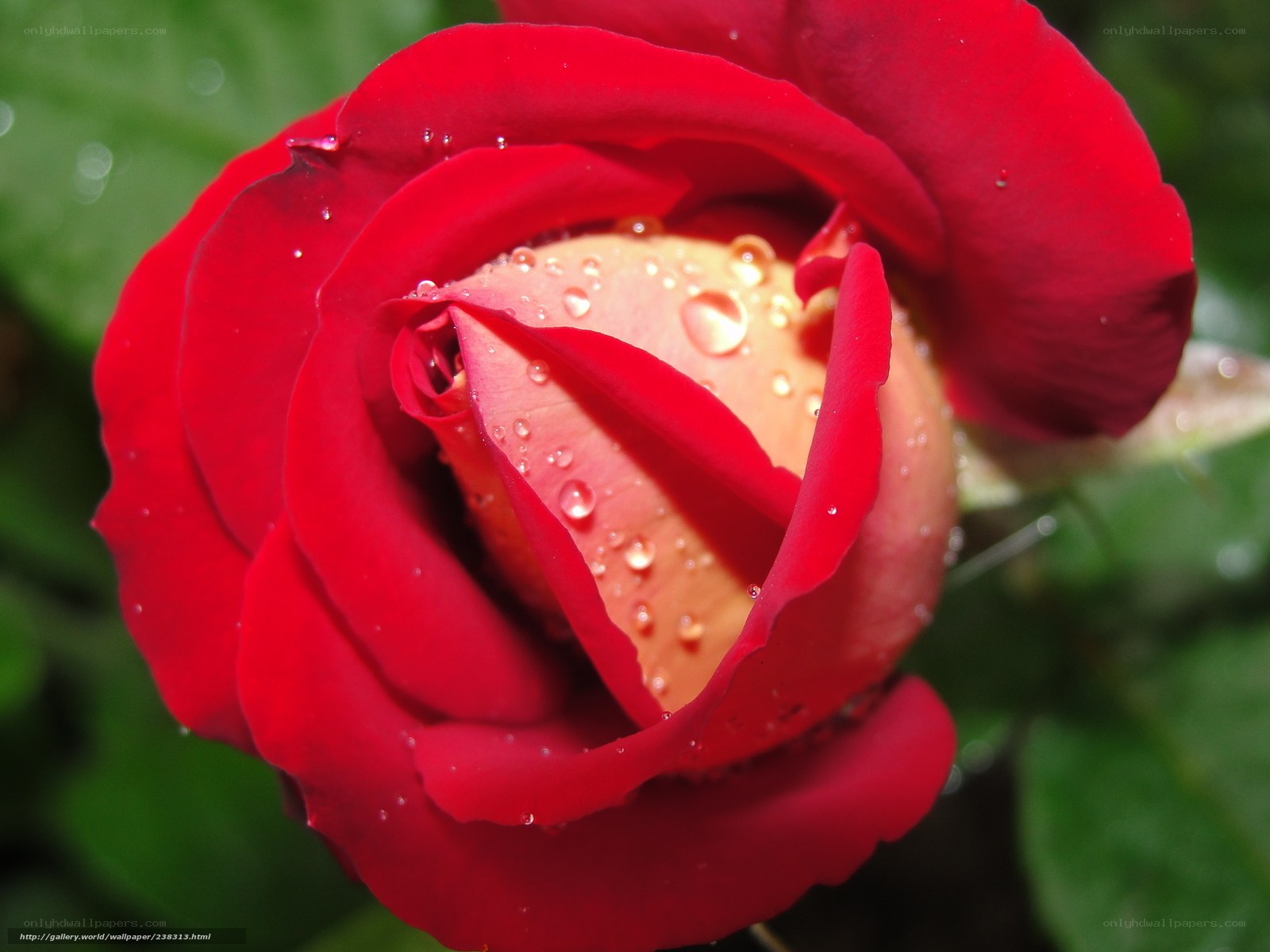 Red rose with water droplets