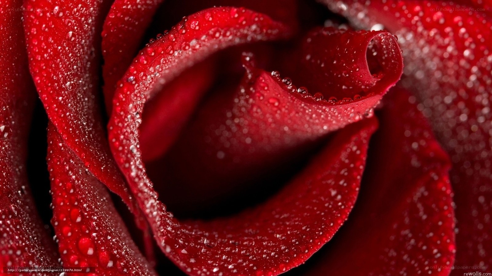 Red rose with water droplets