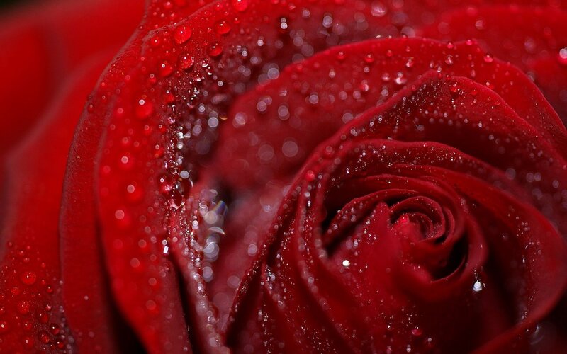 Red rose with water droplets