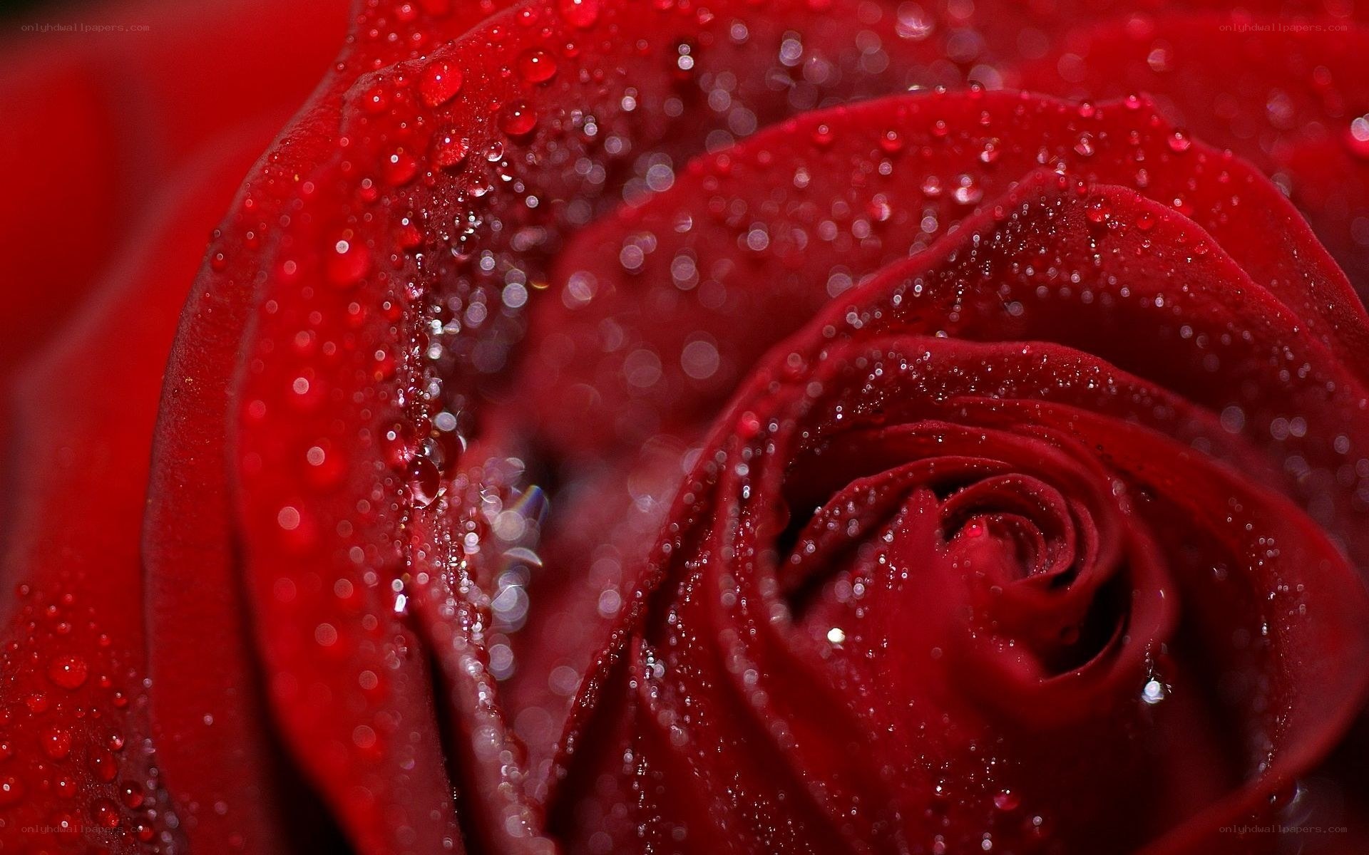 Red rose with water droplets
