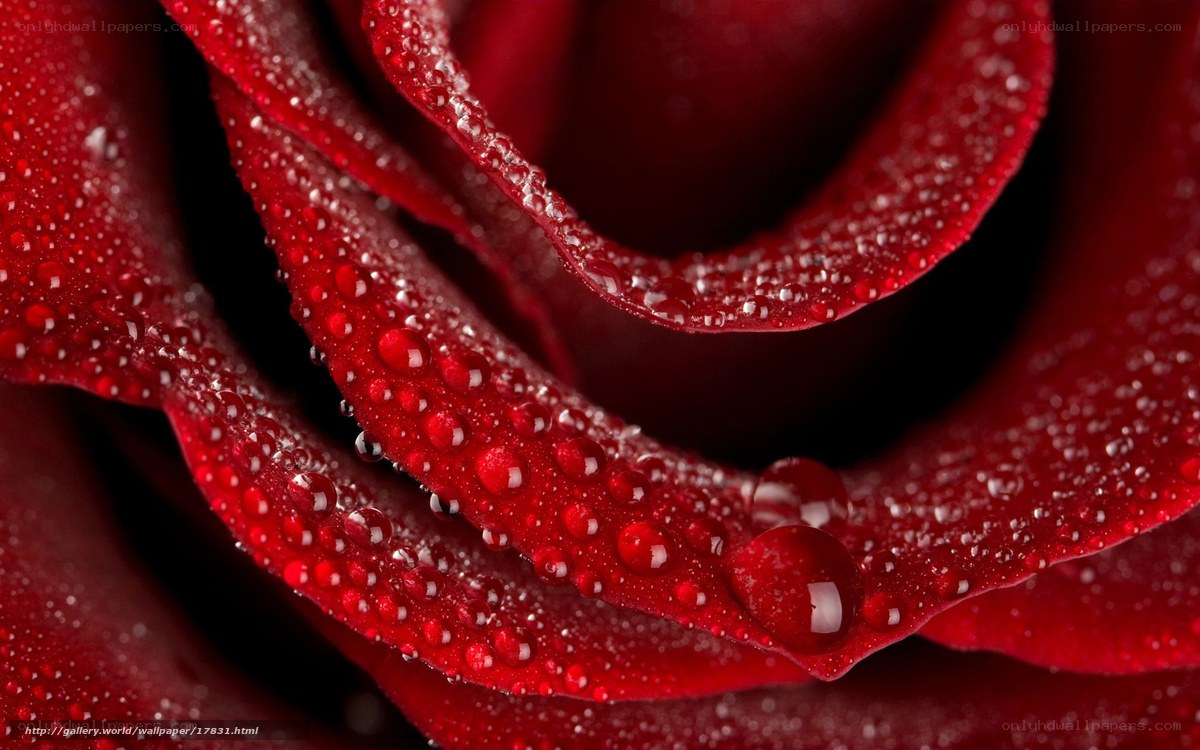 Red rose with water droplets