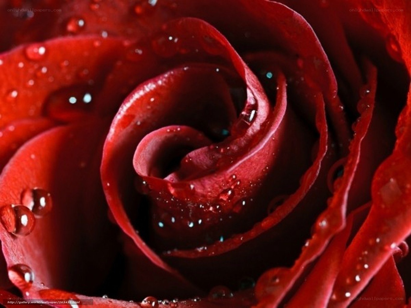 Red rose with water droplets