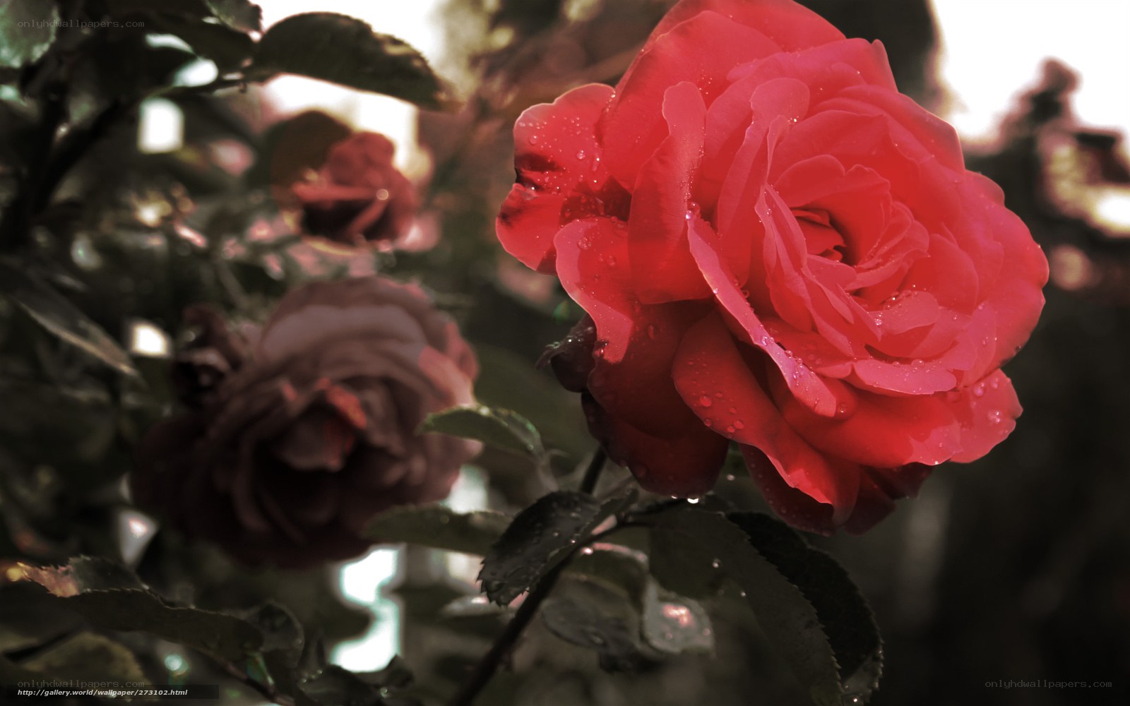Red rose with water droplets
