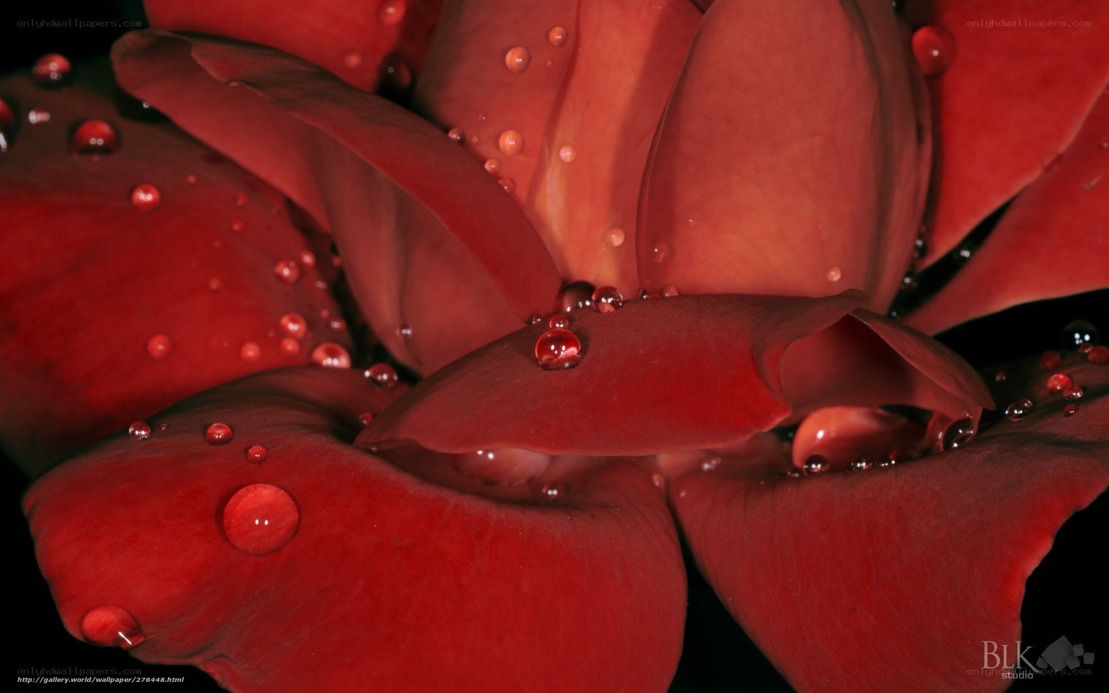 Red rose with water droplets