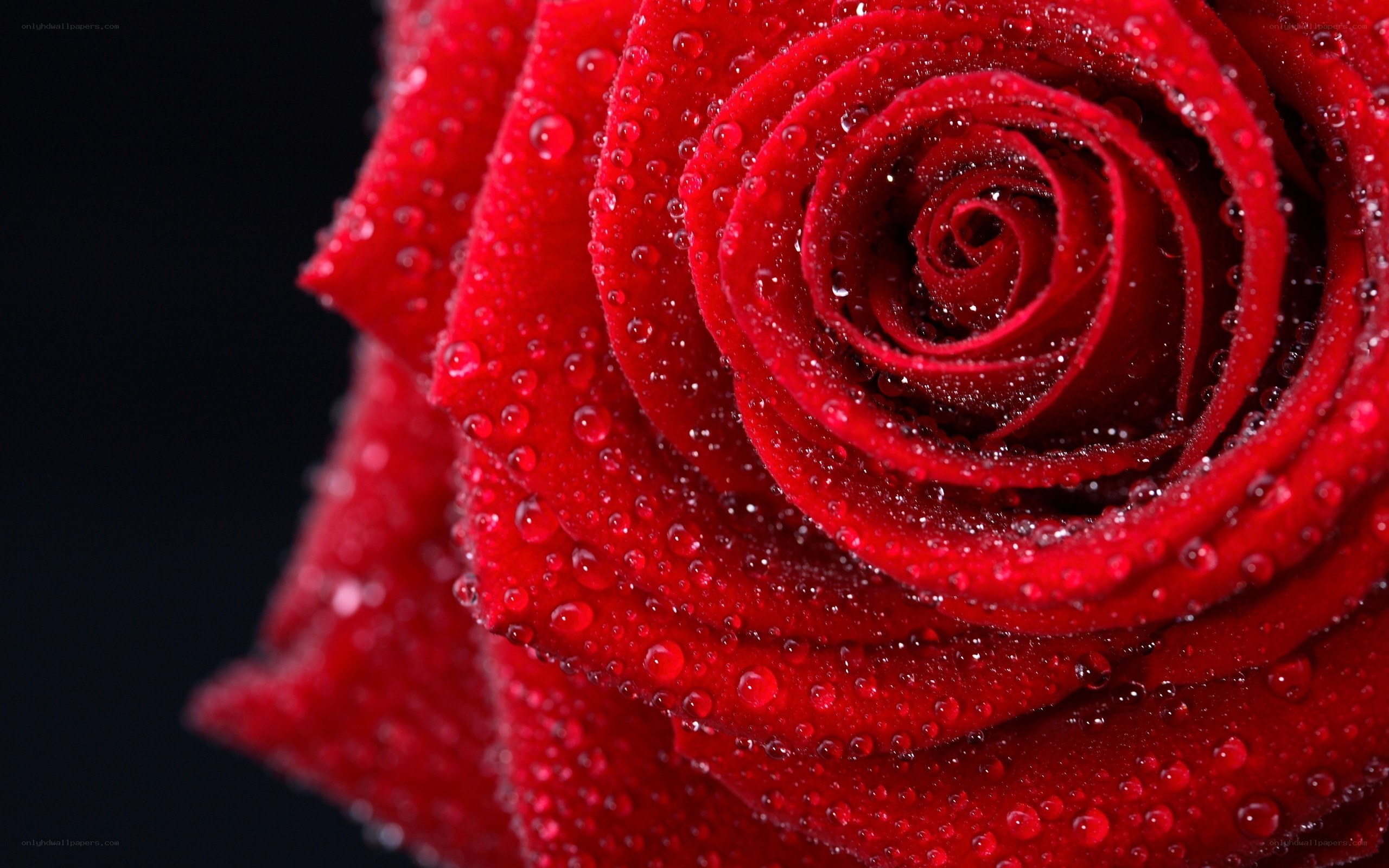 Red rose with water droplets