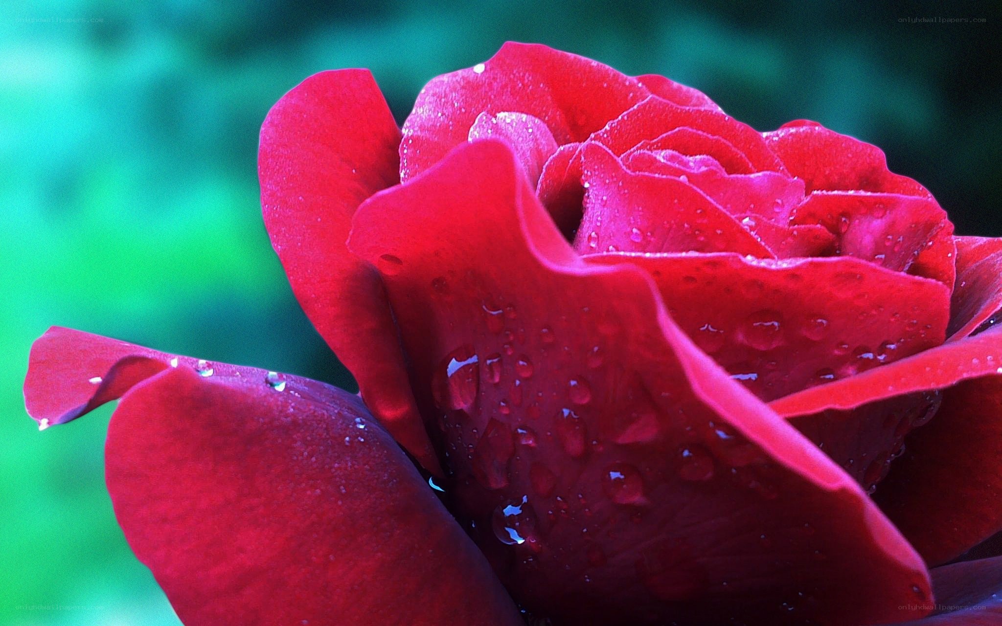 Red rose with water droplets