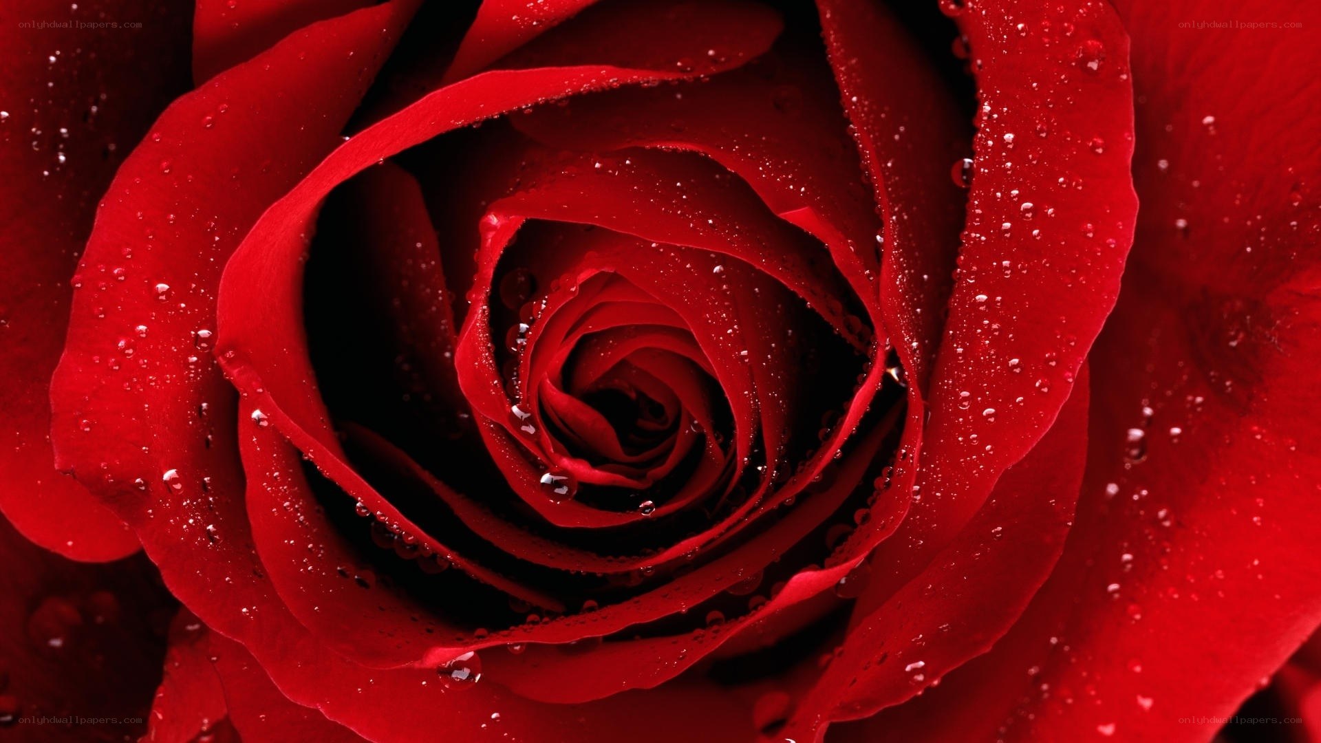 Red rose with water droplets