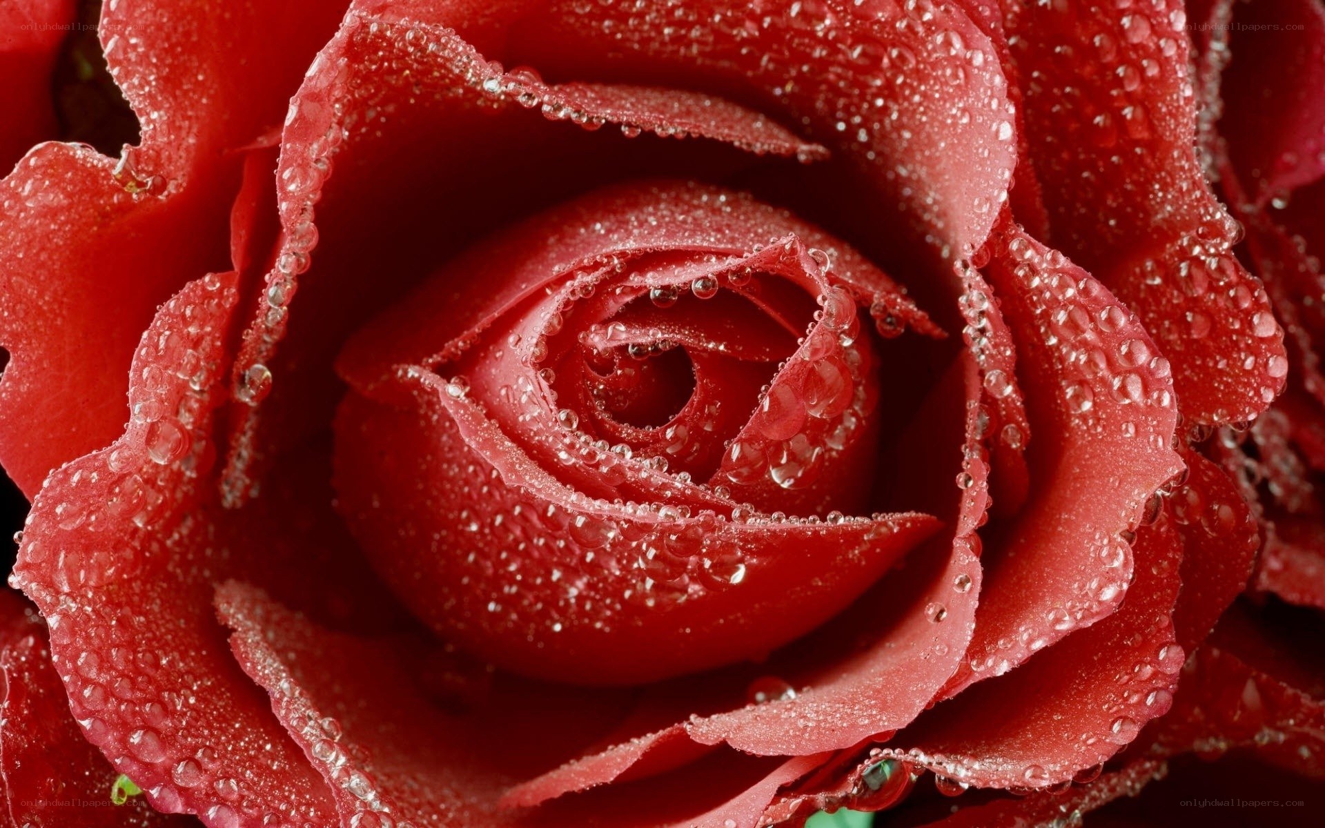 Red rose with water droplets