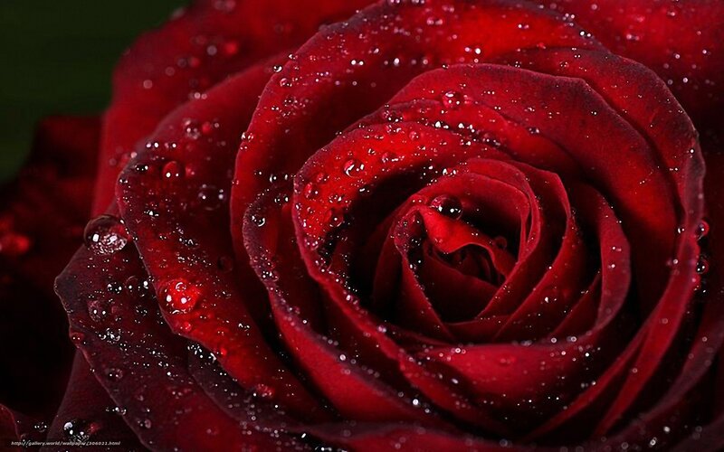 Red rose with water droplets