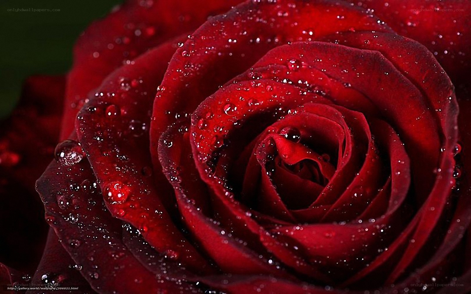 Red rose with water droplets