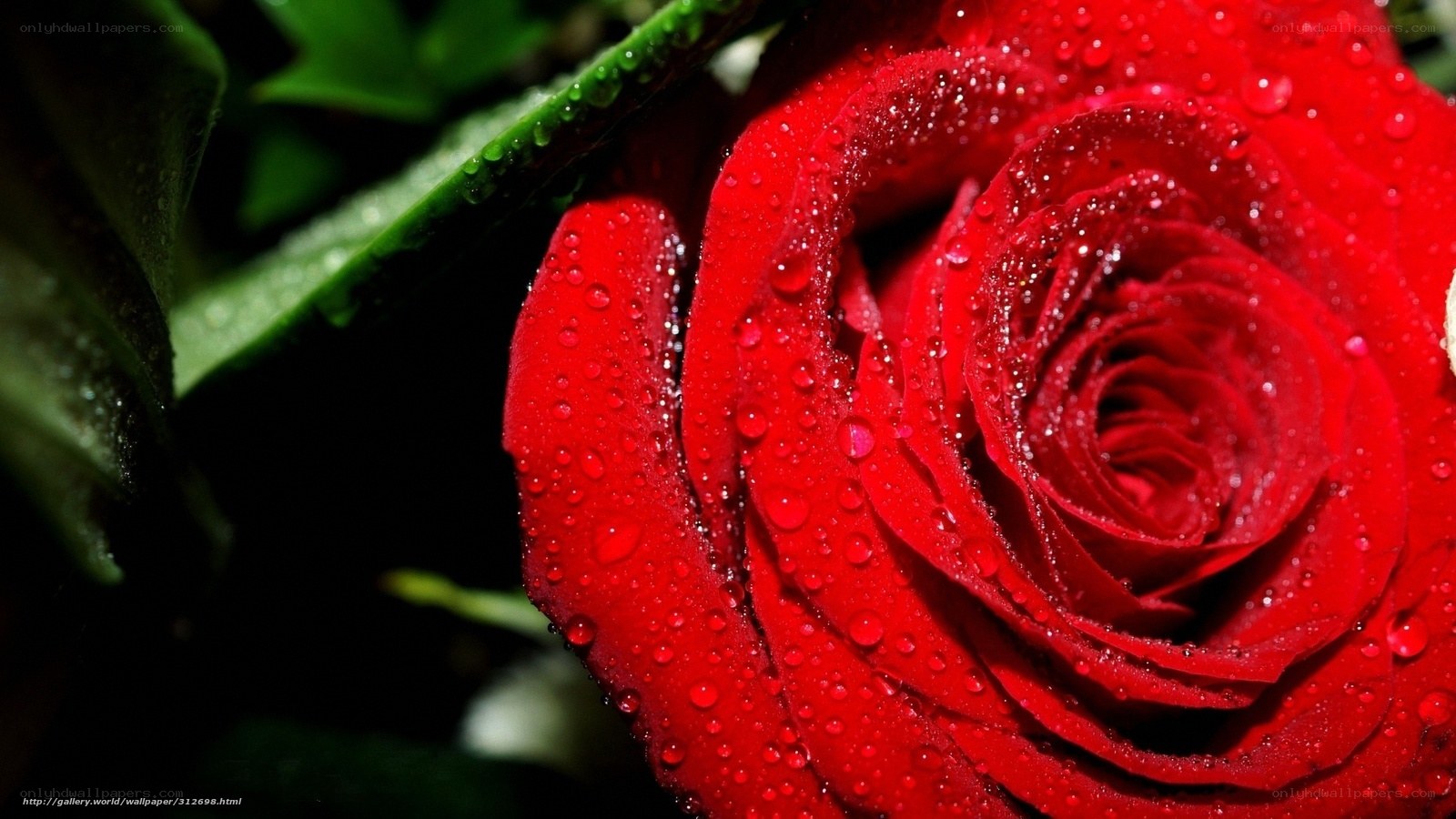 Red rose with water droplets