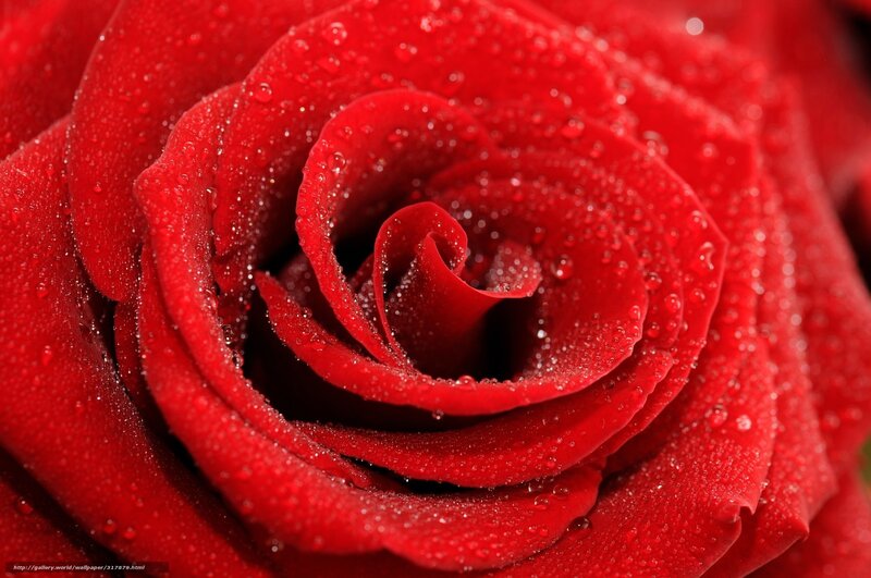 Red rose with water droplets