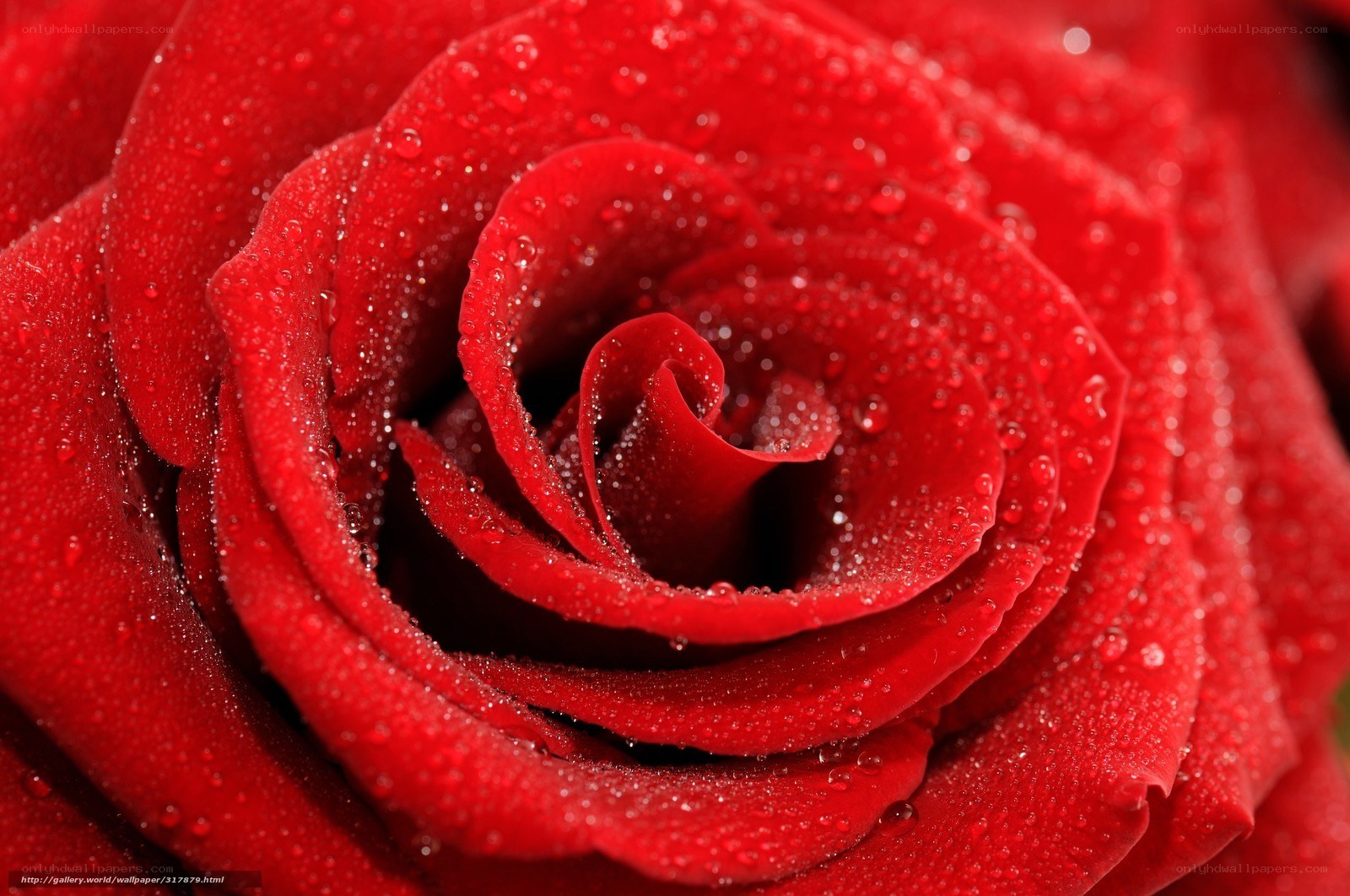 Red rose with water droplets
