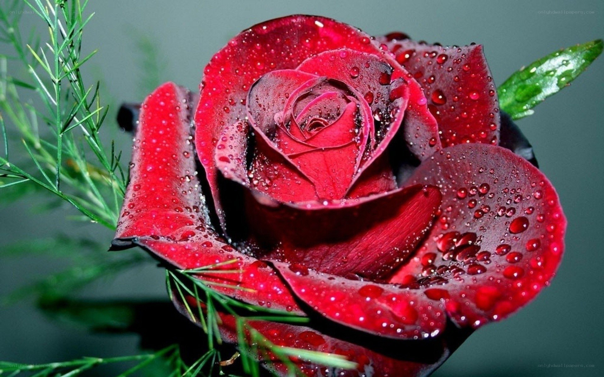 Red rose with water droplets