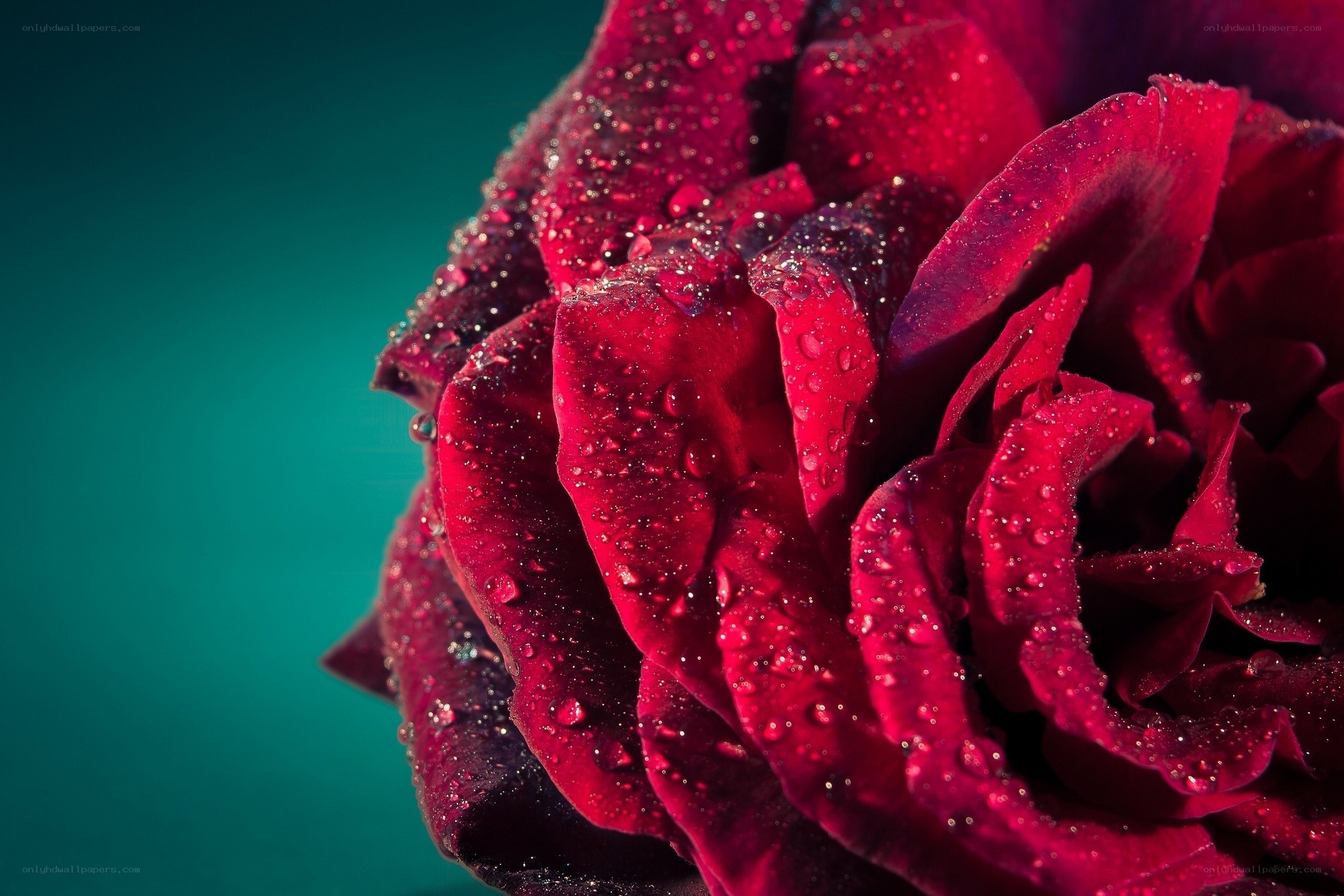 Red rose with water droplets