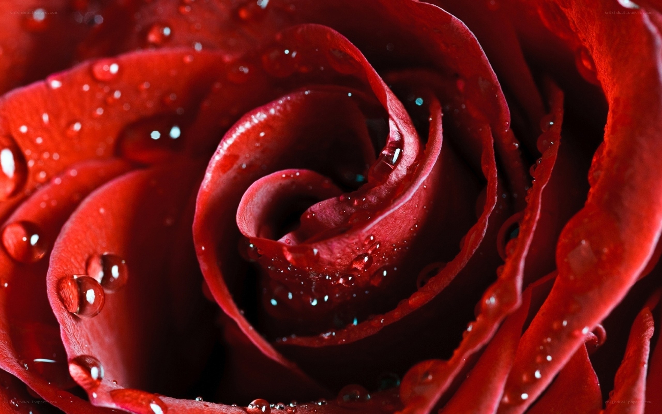 Red rose with water droplets