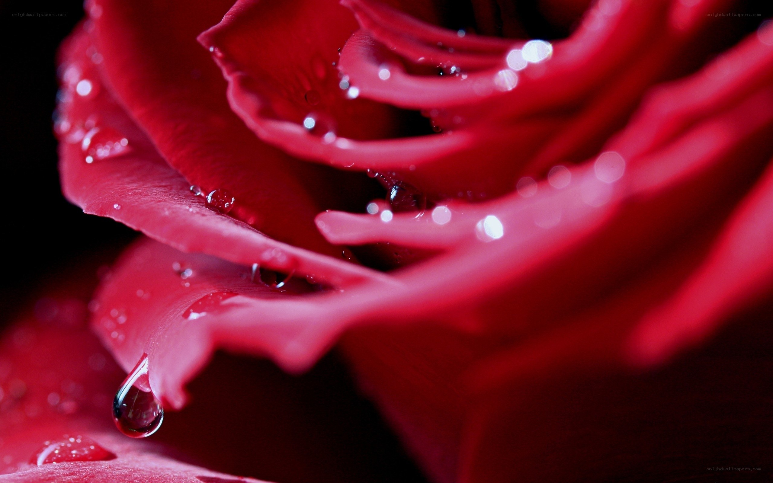 Red rose with water droplets