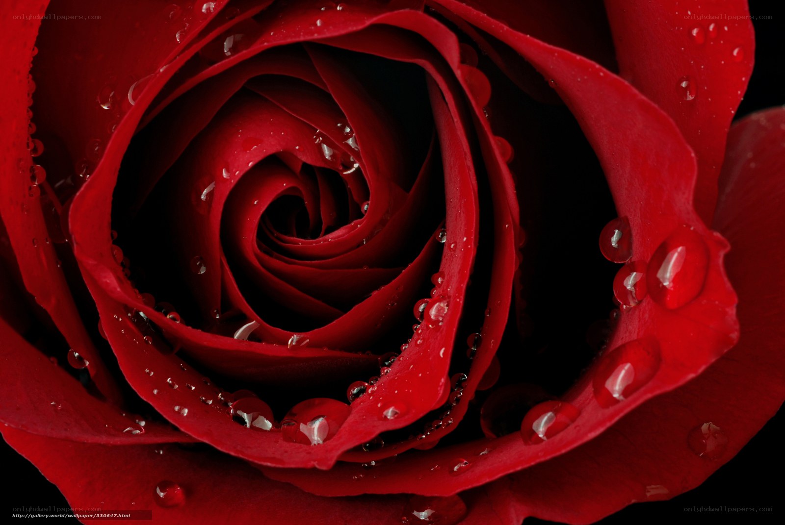 Red rose with water droplets