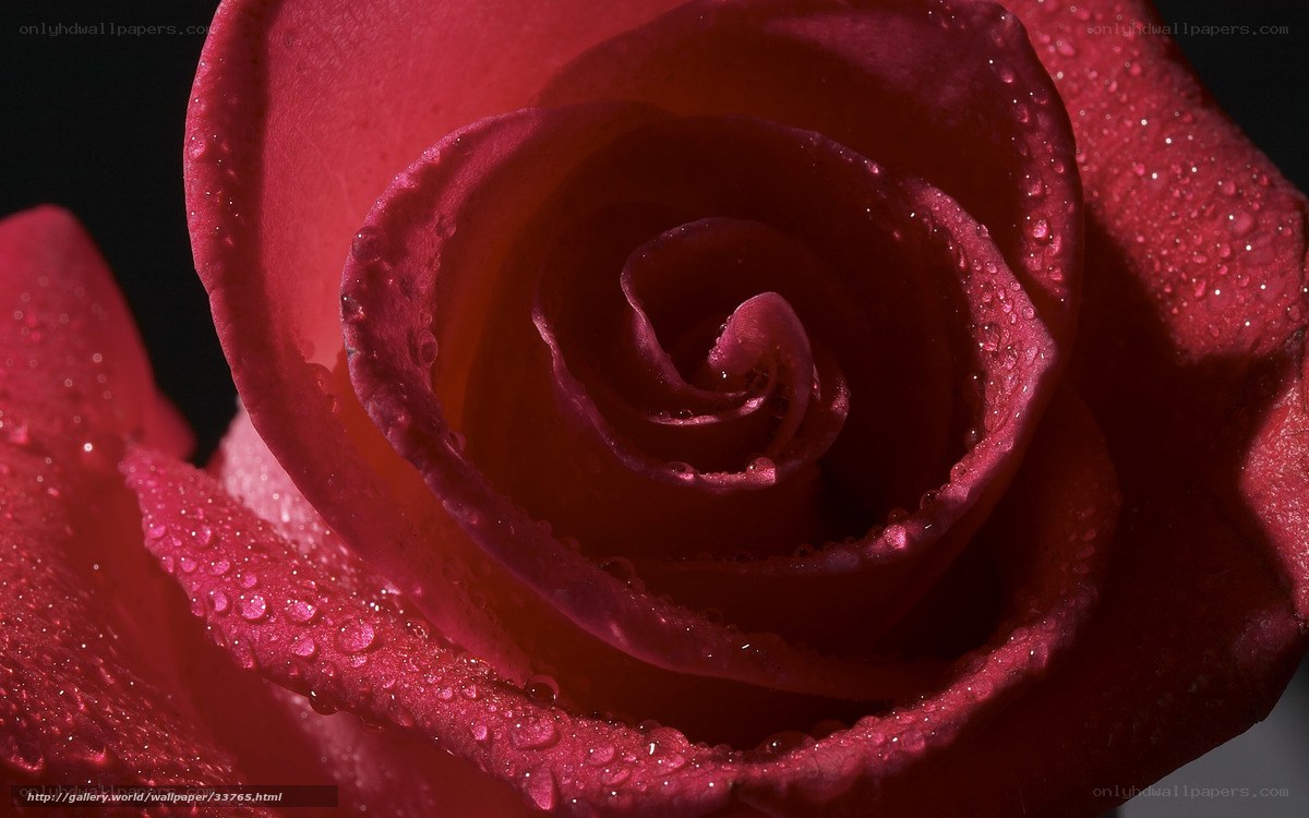 Red rose with water droplets