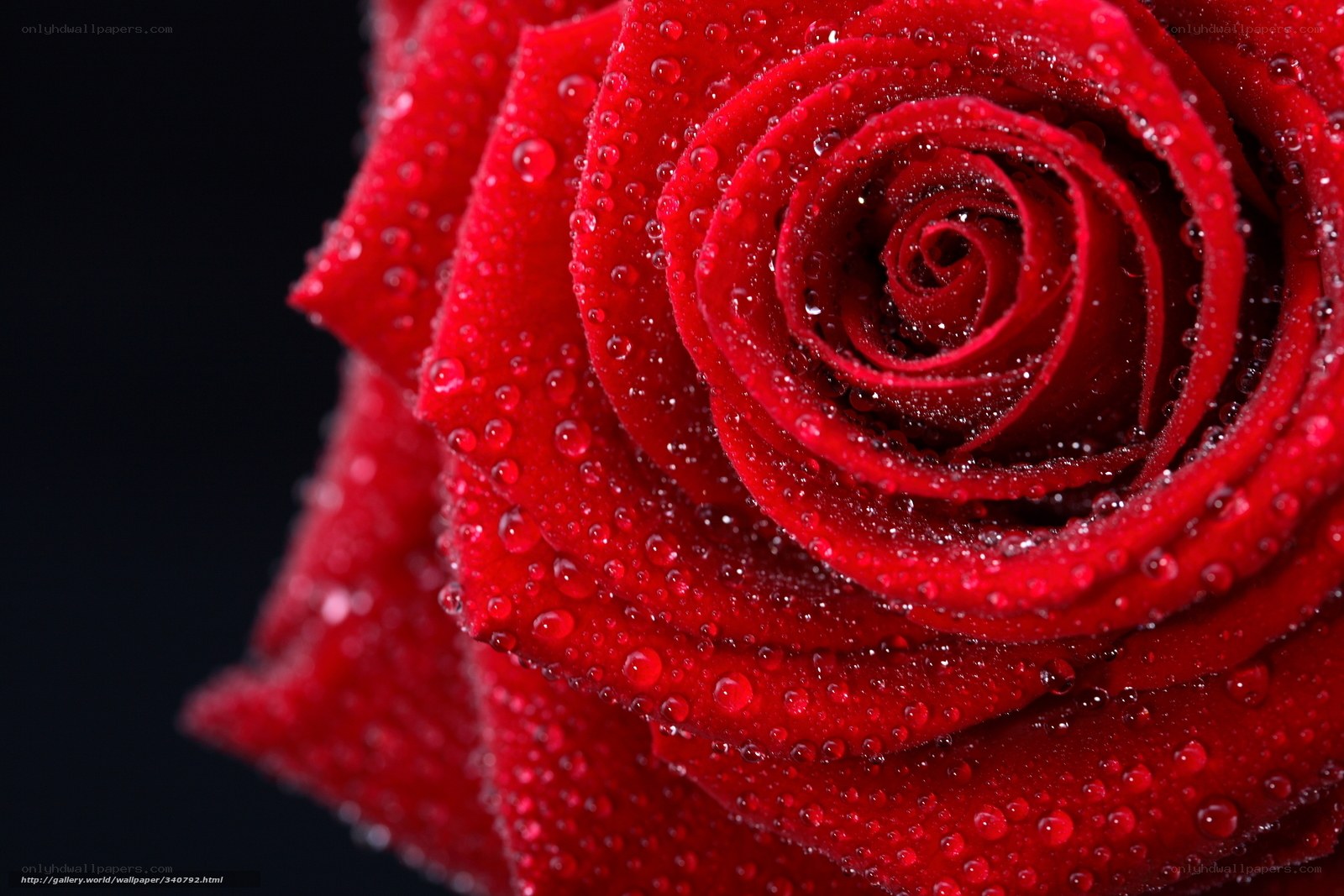 Red rose with water droplets