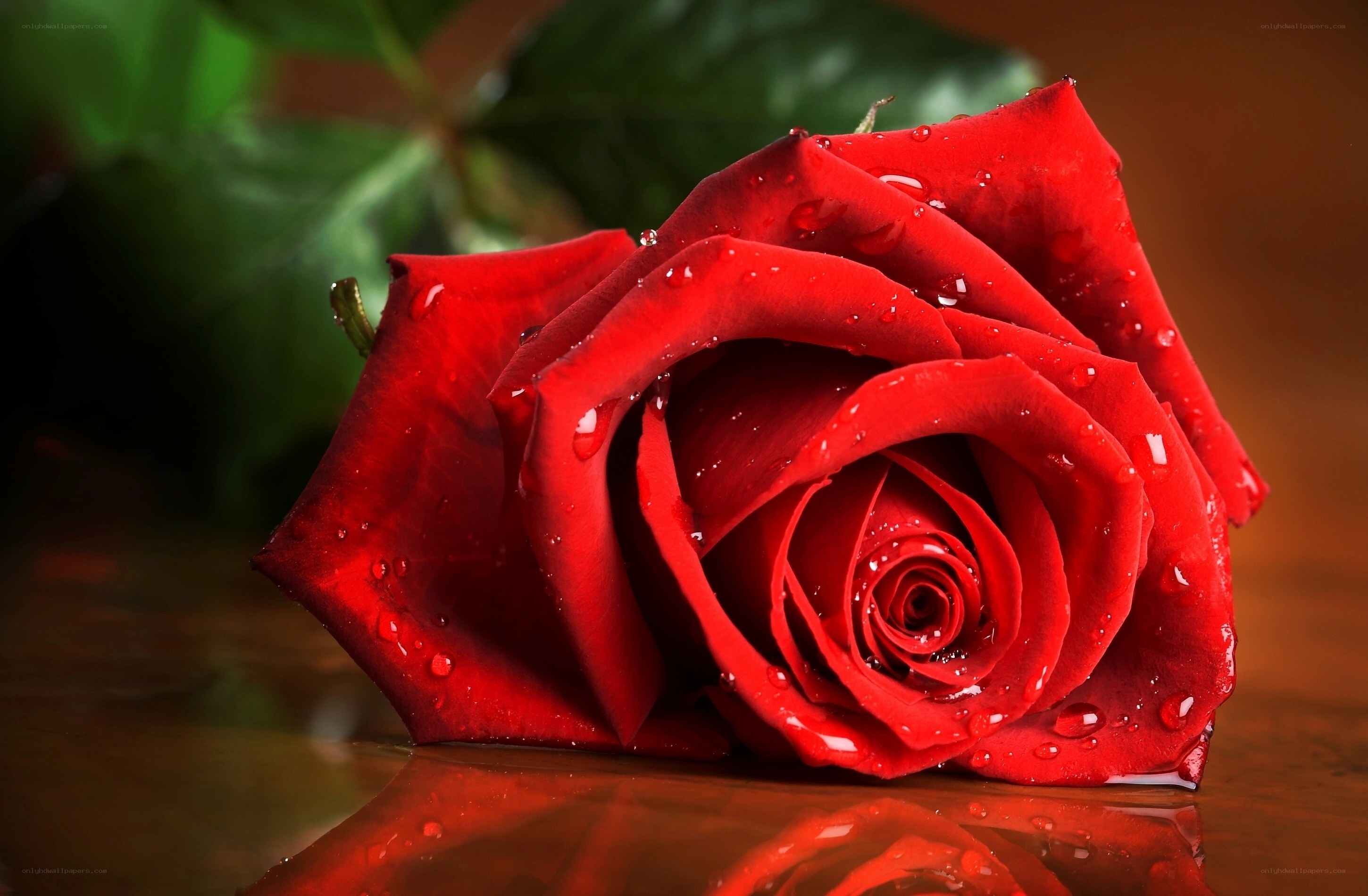 Red rose with water droplets