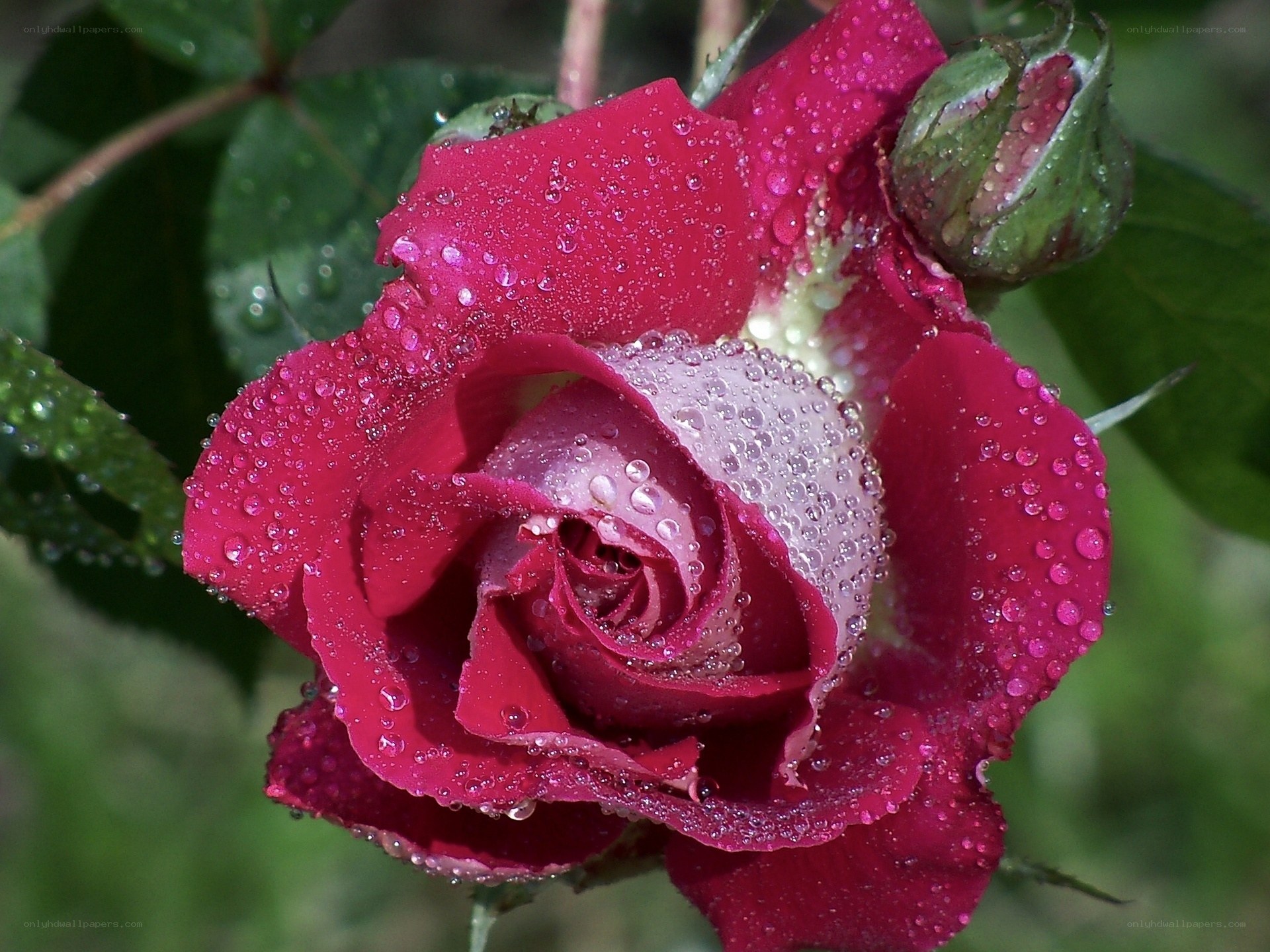 Red rose with water droplets