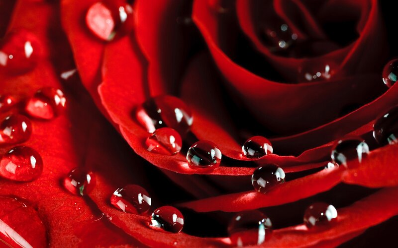 Red rose with water droplets