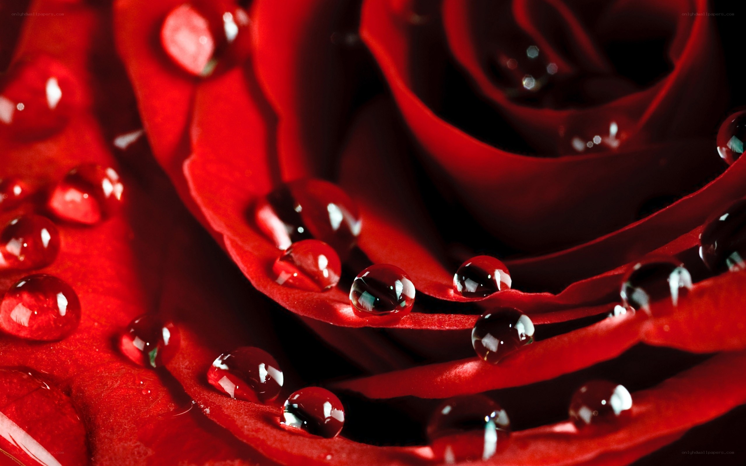 Red rose with water droplets