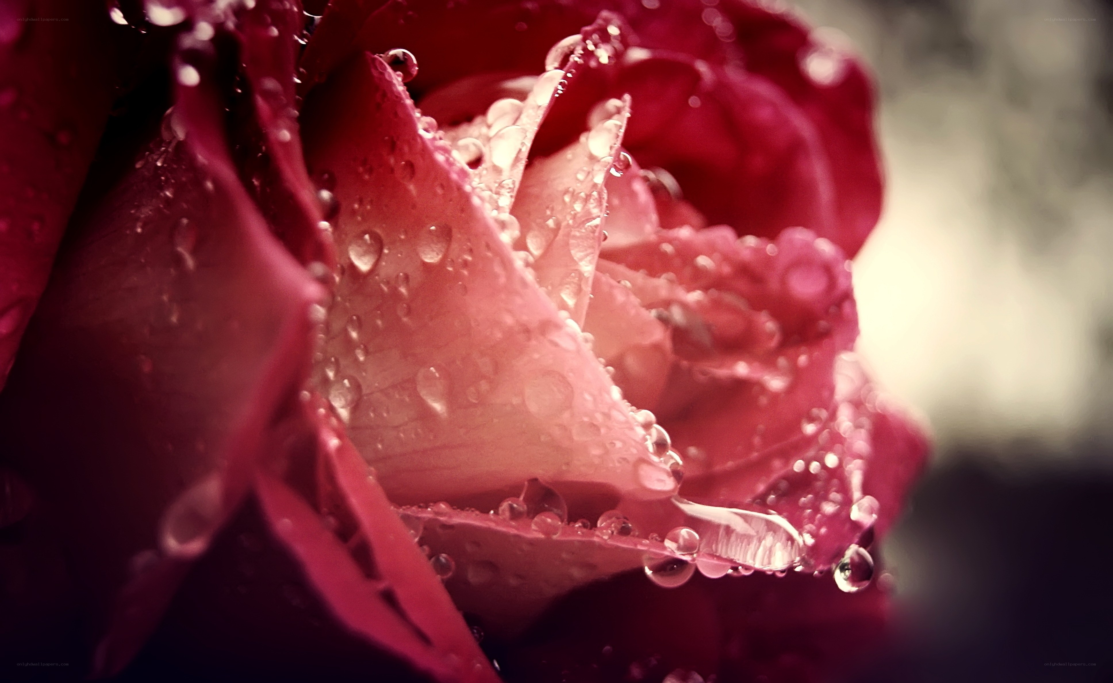 Red rose with water droplets