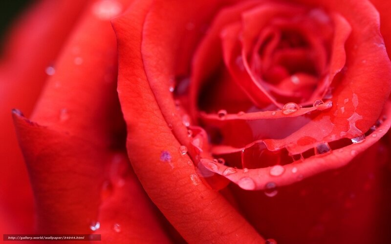 Red rose with water droplets