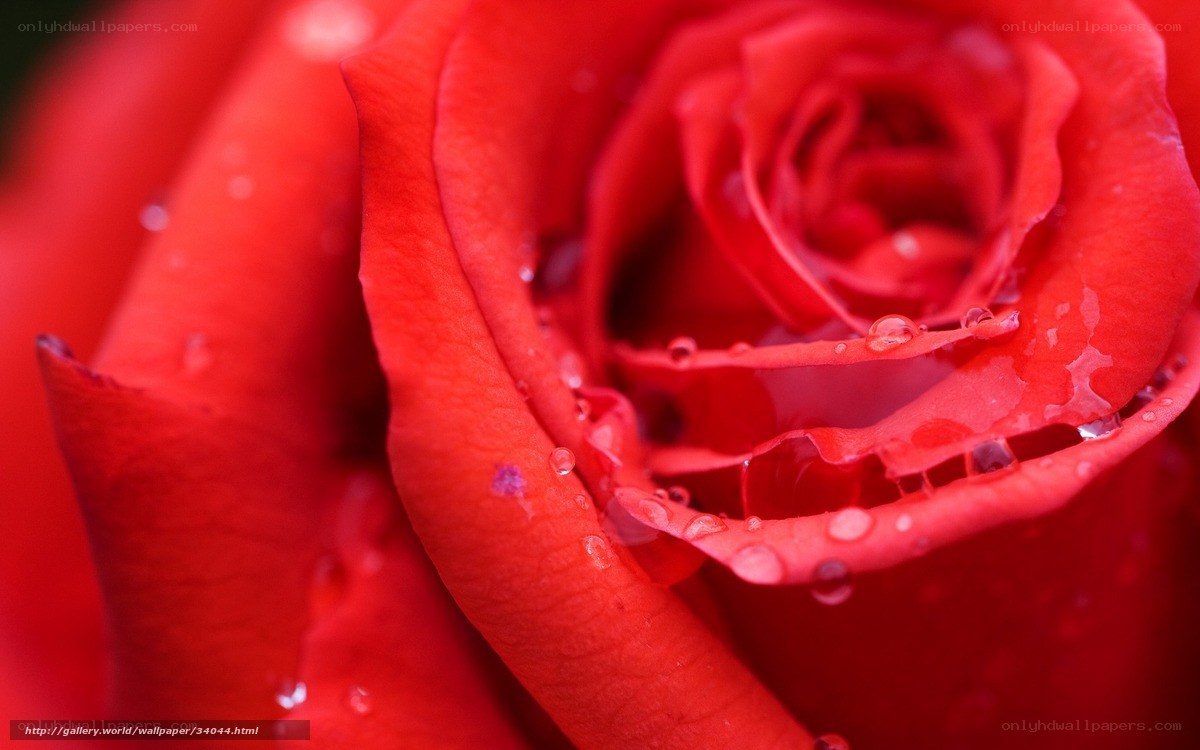 Red rose with water droplets