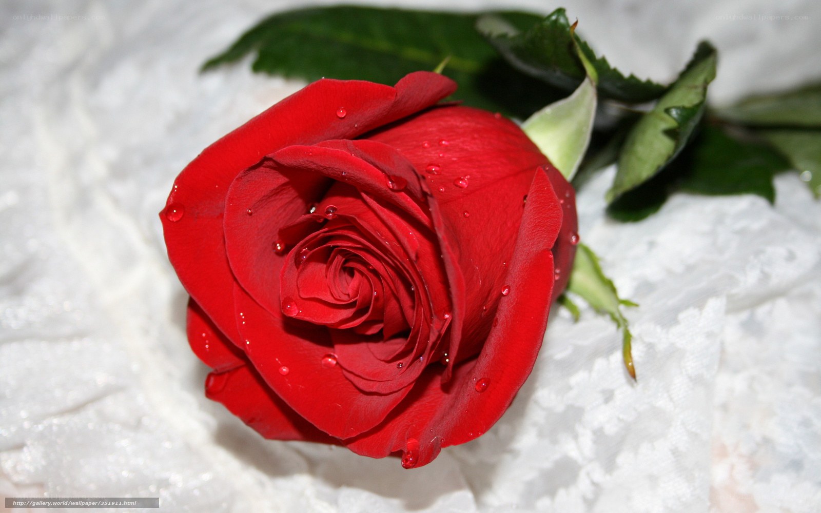 Red rose with water droplets
