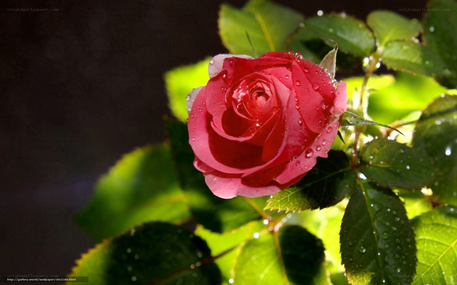 Red rose with water droplets