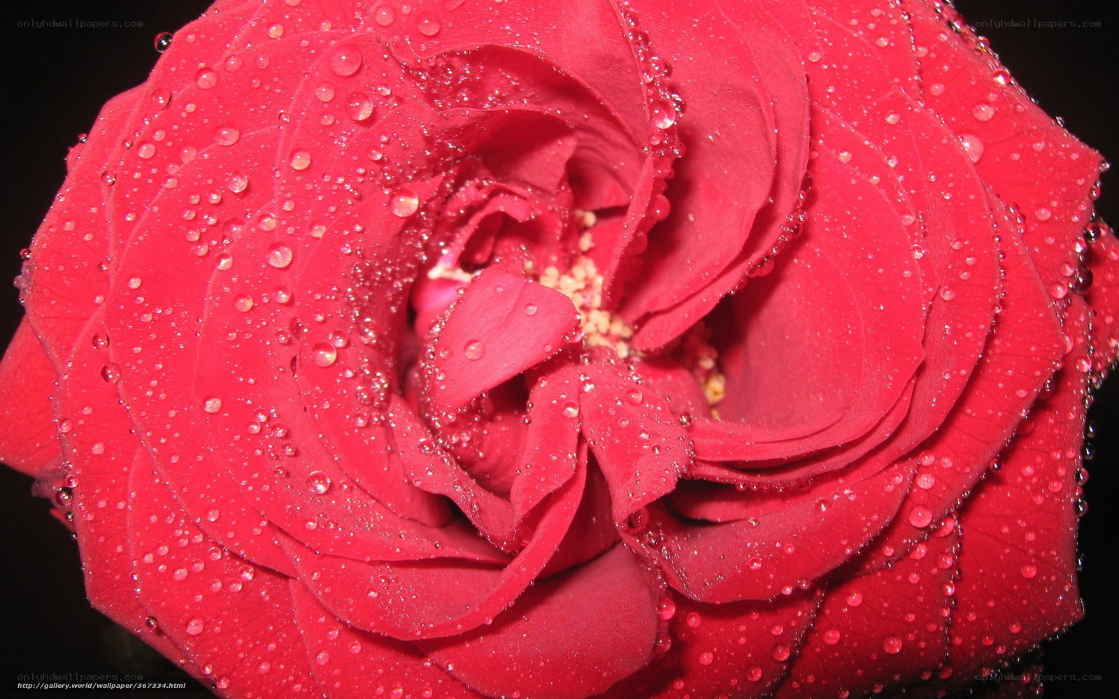 Red rose with water droplets