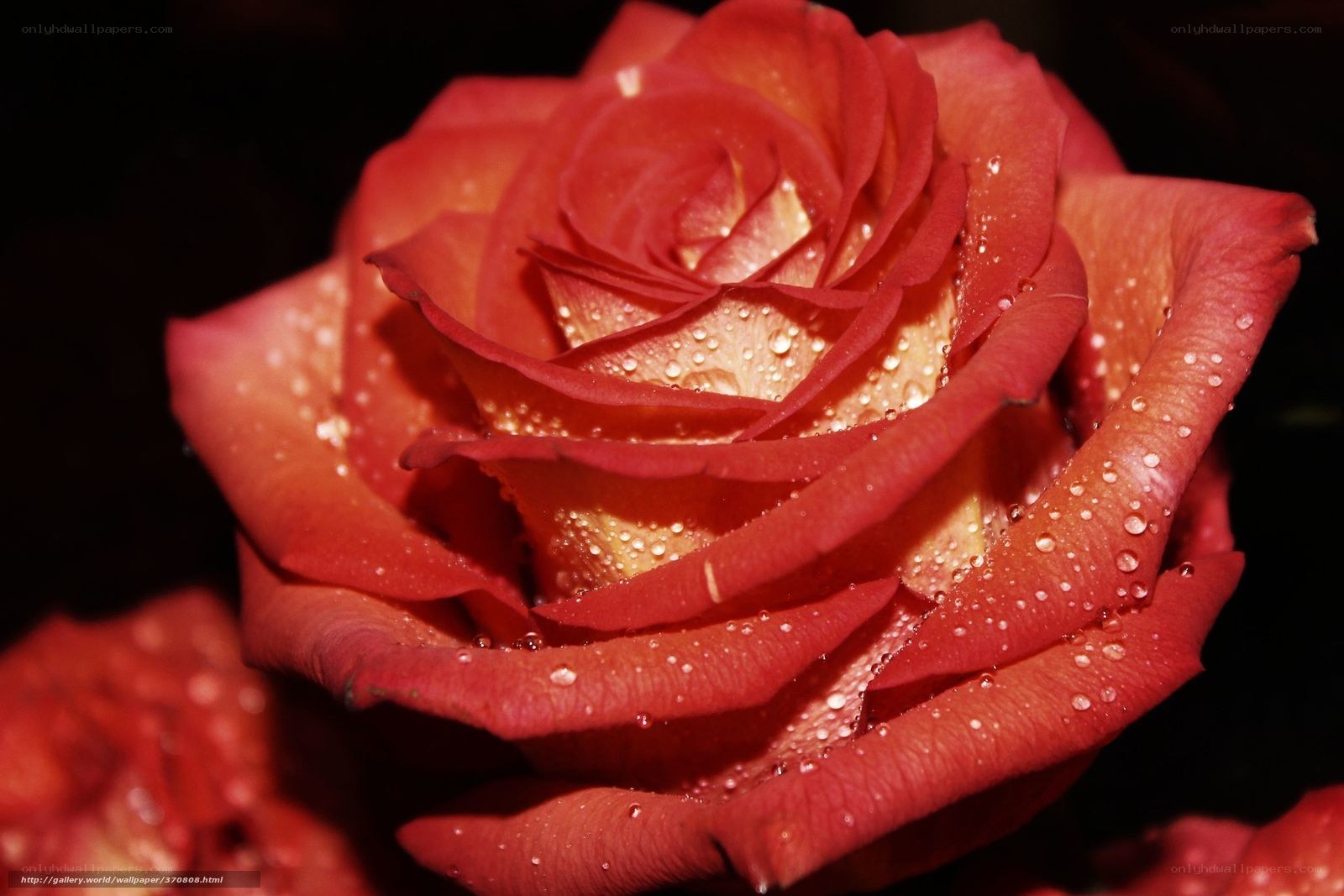 Red rose with water droplets