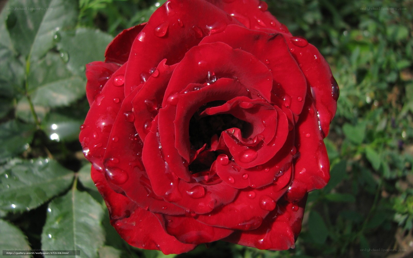 Red rose with water droplets