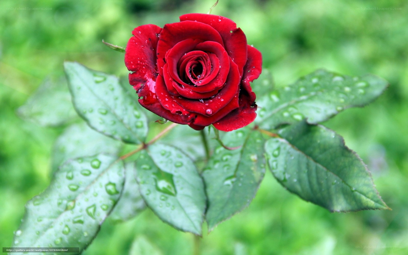 Red rose with water droplets
