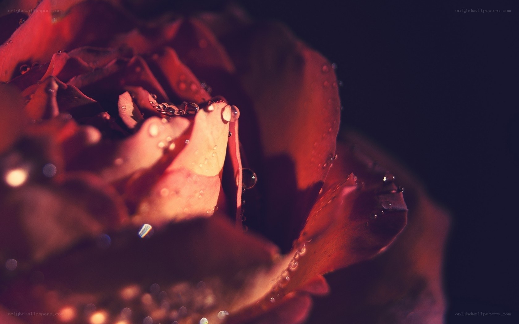 red rose with water droplets