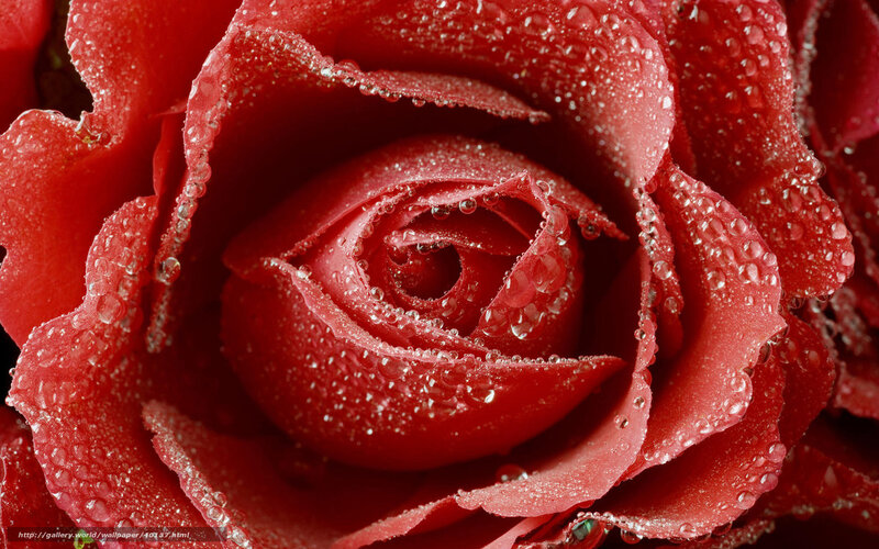 Red rose with water droplets