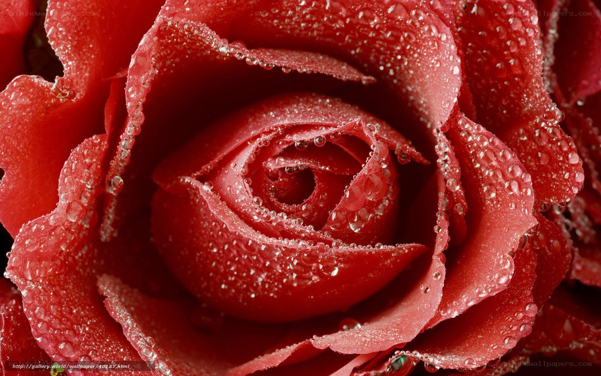 Red rose with water droplets