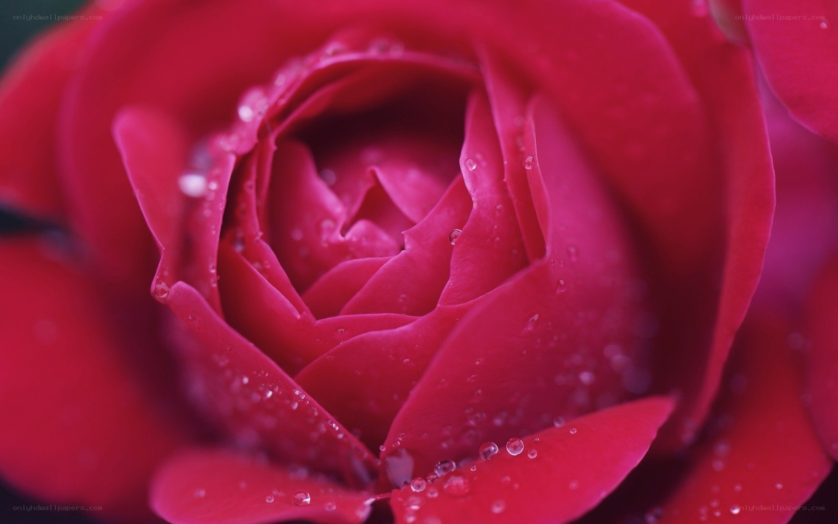 Red rose with water droplets