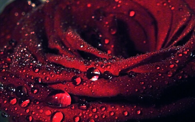 Red rose with water droplets